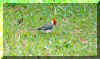 bird.jpg (159934 bytes)