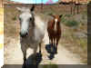 horses.jpg (142739 bytes)