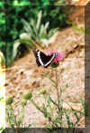 butterfly.jpg (92796 bytes)