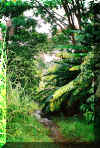 forest2.jpg (144642 bytes)