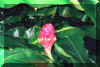 gardenflower.jpg (66761 bytes)