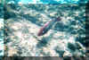 redfish.jpg (91928 bytes)