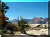 redrockcyn1.jpg (139087 bytes)